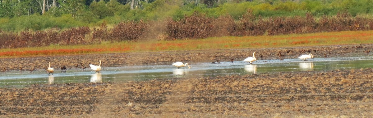 Trumpeter Swan - ML642617509