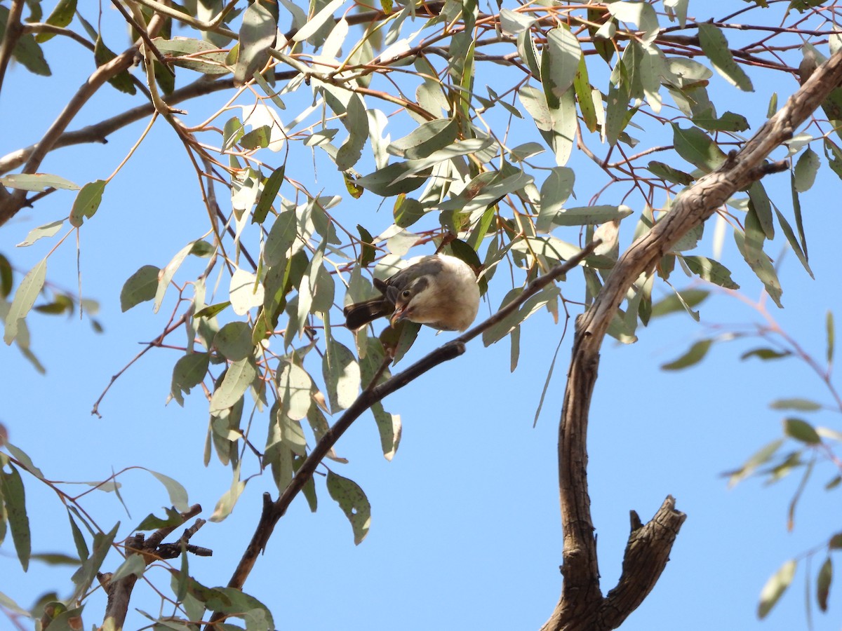 Brown-headed Honeyeater - ML642617513