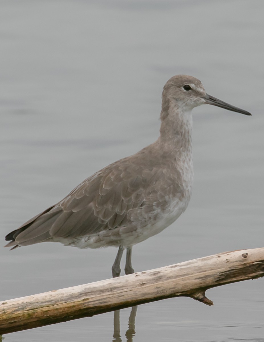 Willet - ML642617521