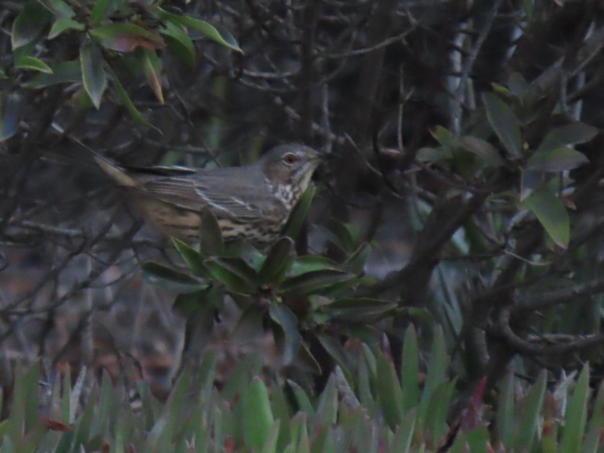 Sage Thrasher - ML642617531