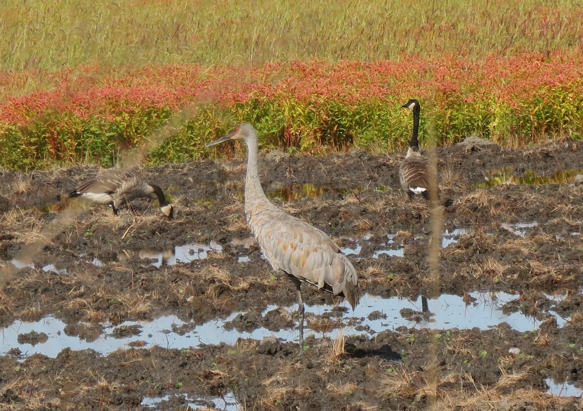 Sandhill Crane - ML642617548