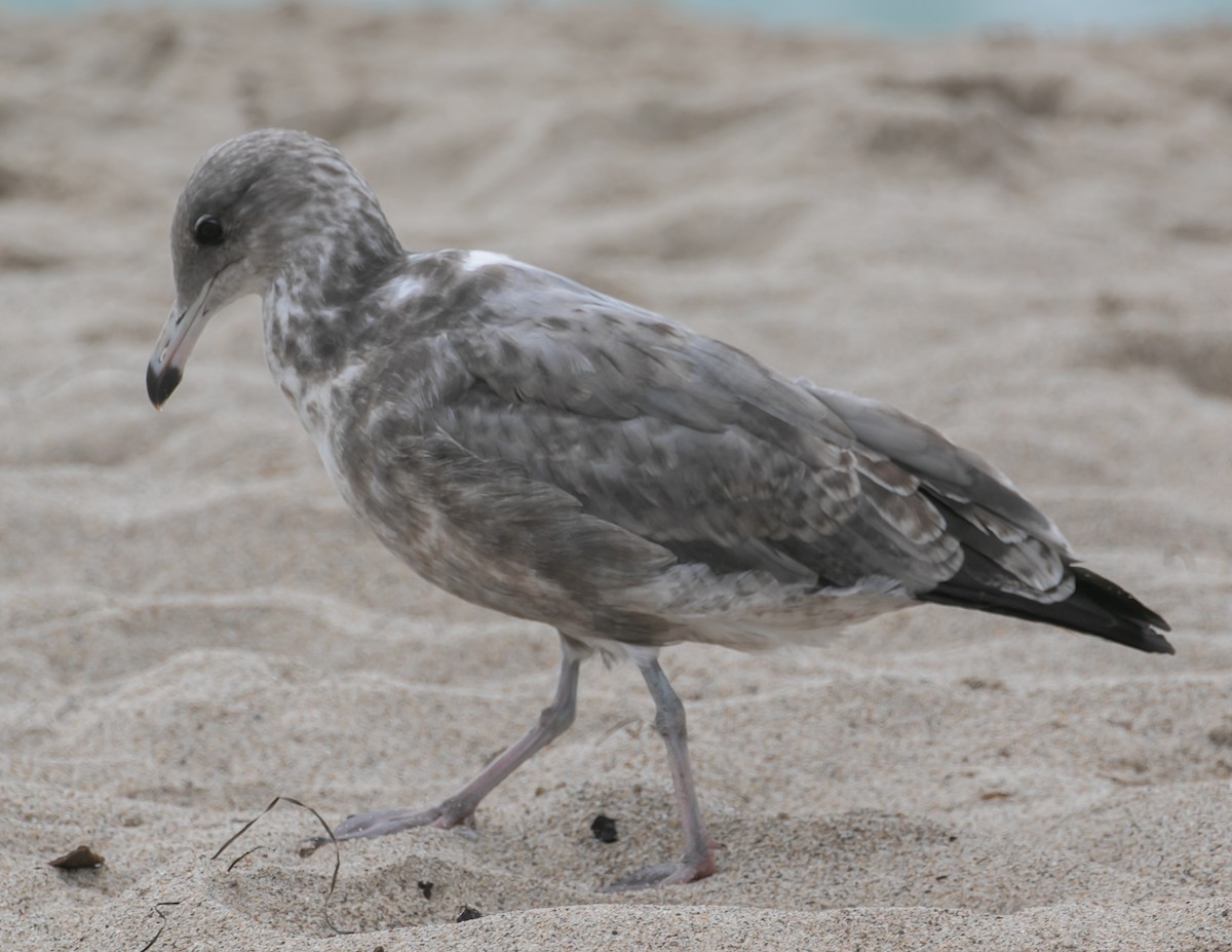 Western Gull - ML642617557