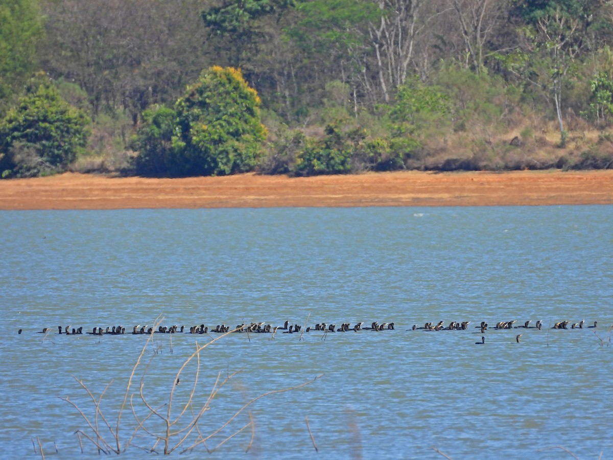 Neotropic Cormorant - ML642617561