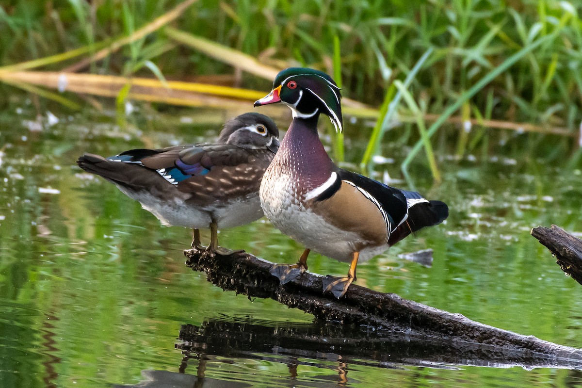 Wood Duck - ML642617562