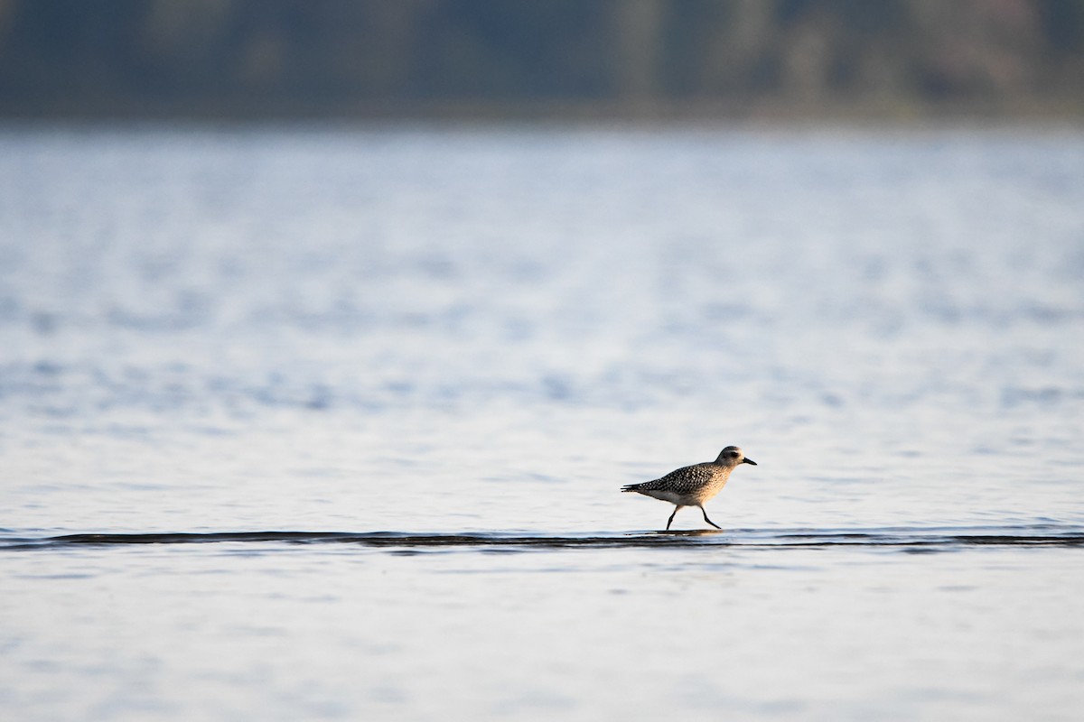 Black-bellied Plover - ML642617567