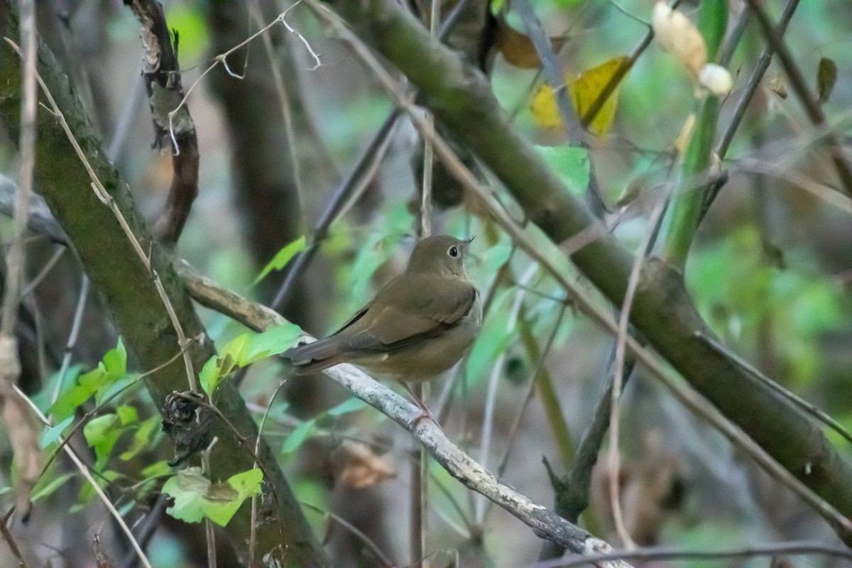 Swainson's Thrush - ML642617570