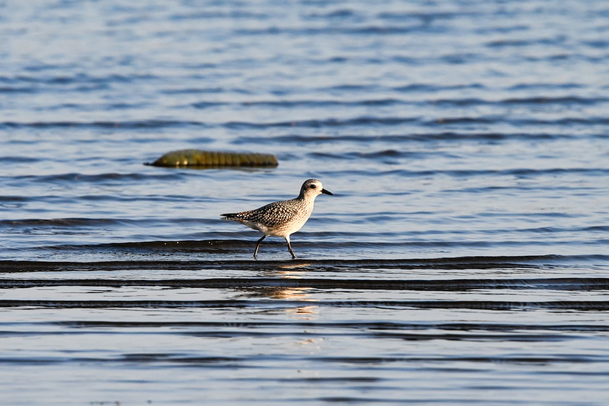 Black-bellied Plover - ML642617571