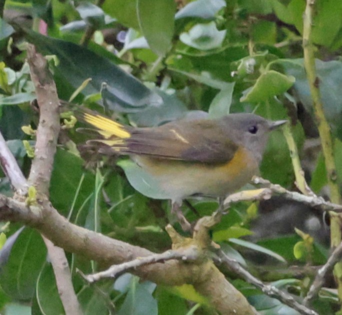 American Redstart - ML642617582