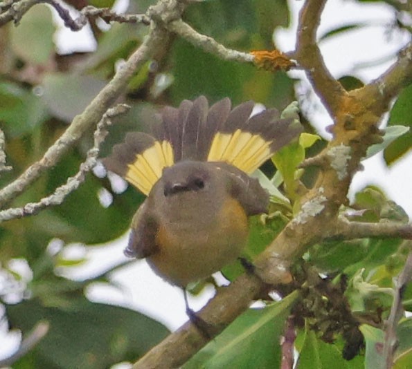American Redstart - ML642617583