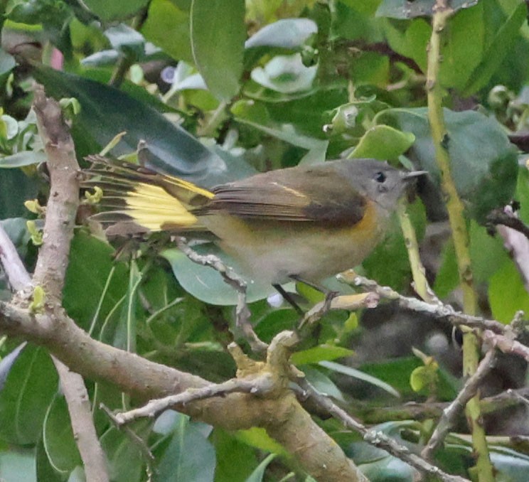 American Redstart - ML642617584