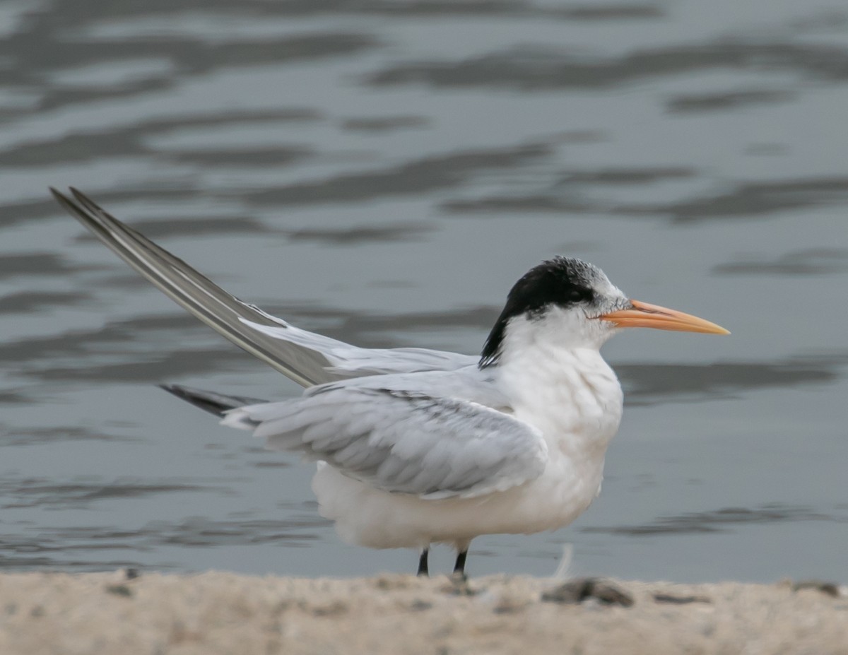 Elegant Tern - ML642617586