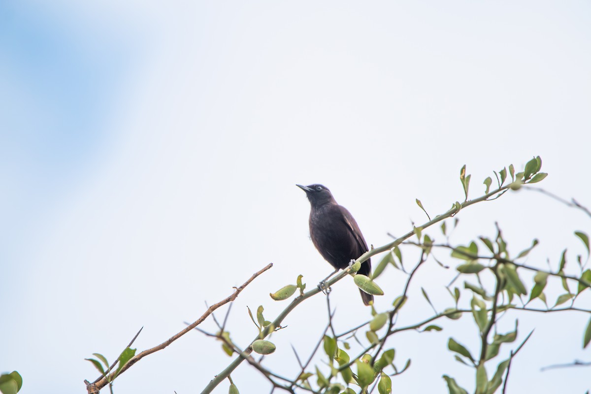 Northern Anteater-Chat - ML642617594