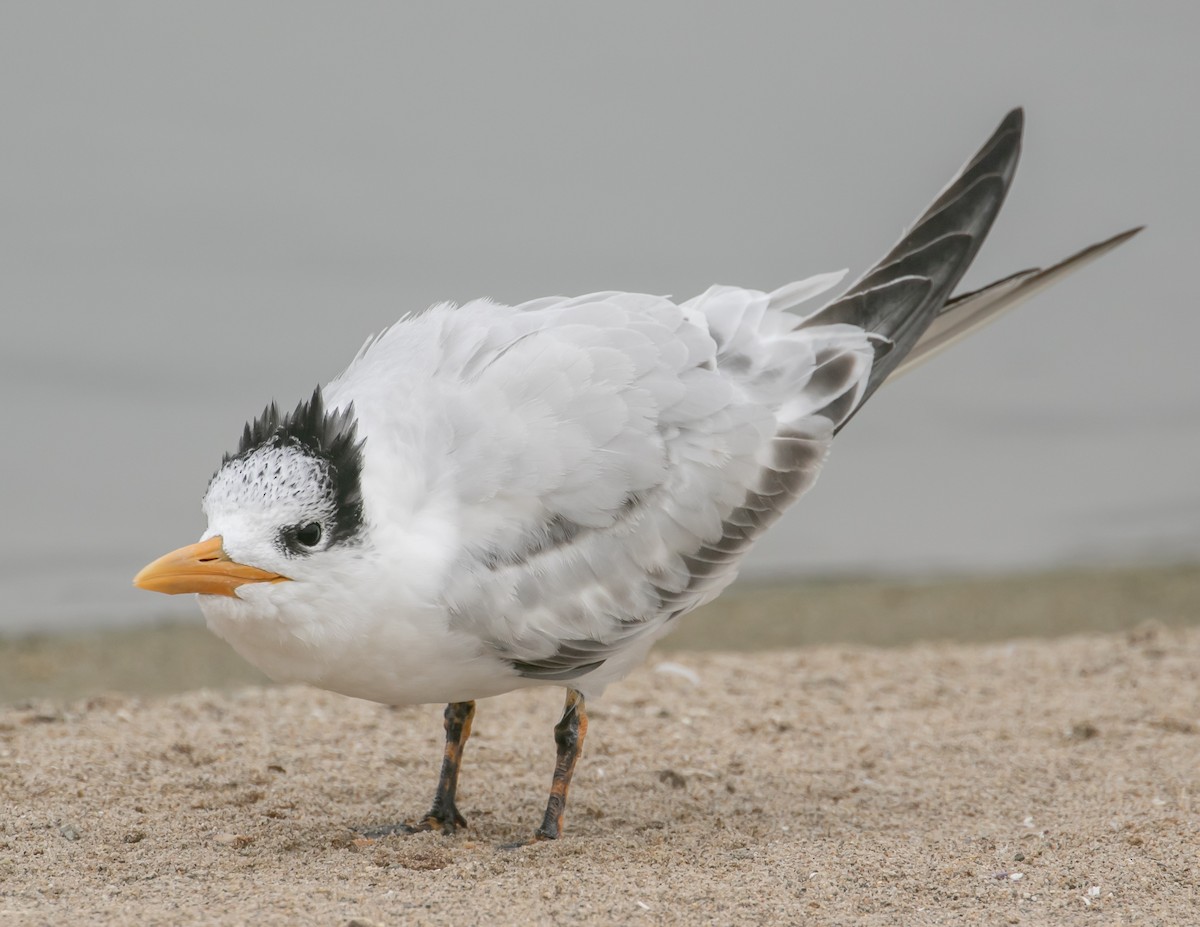 Royal Tern - ML642617607