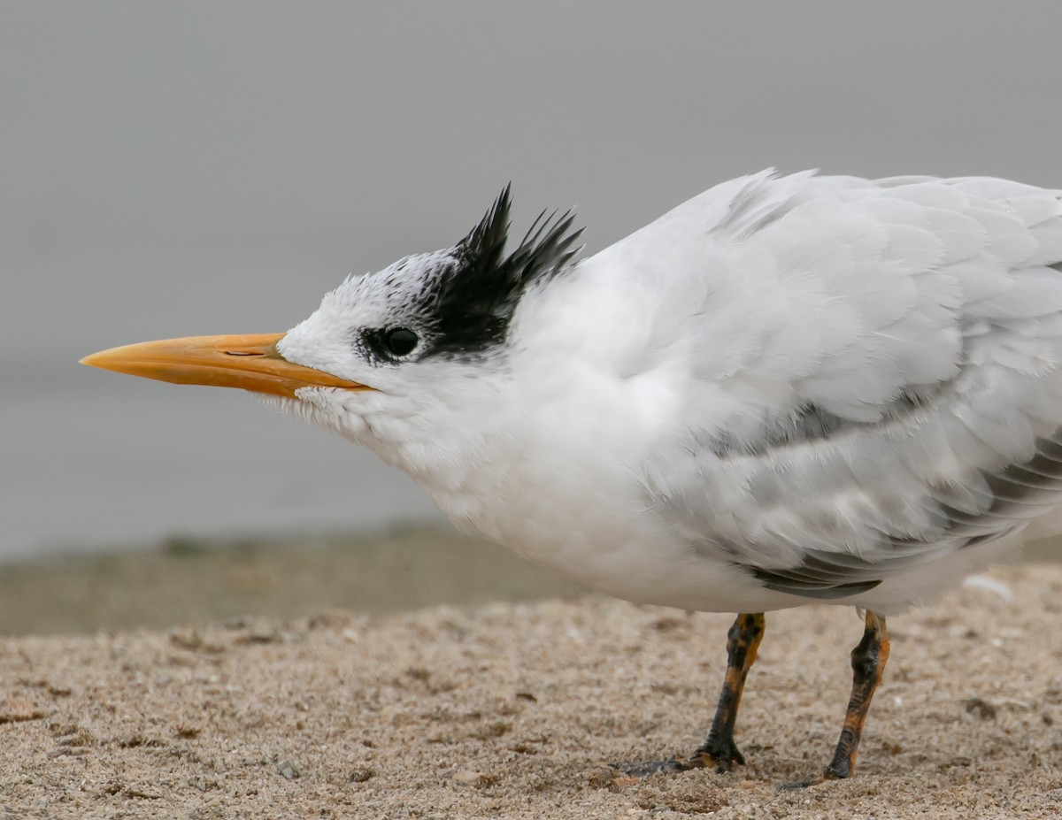 Royal Tern - ML642617608