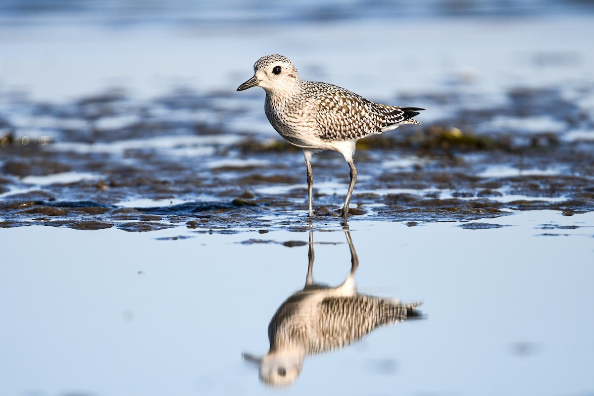Black-bellied Plover - ML642617618