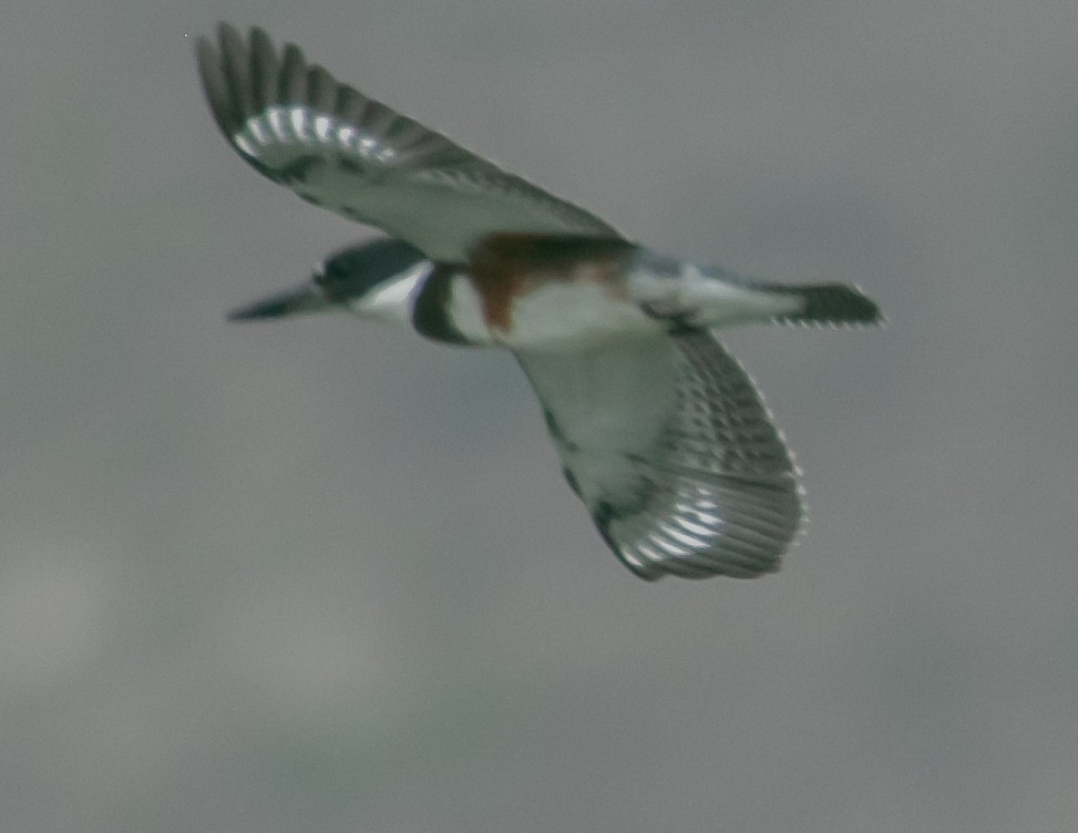 Belted Kingfisher - ML642617620