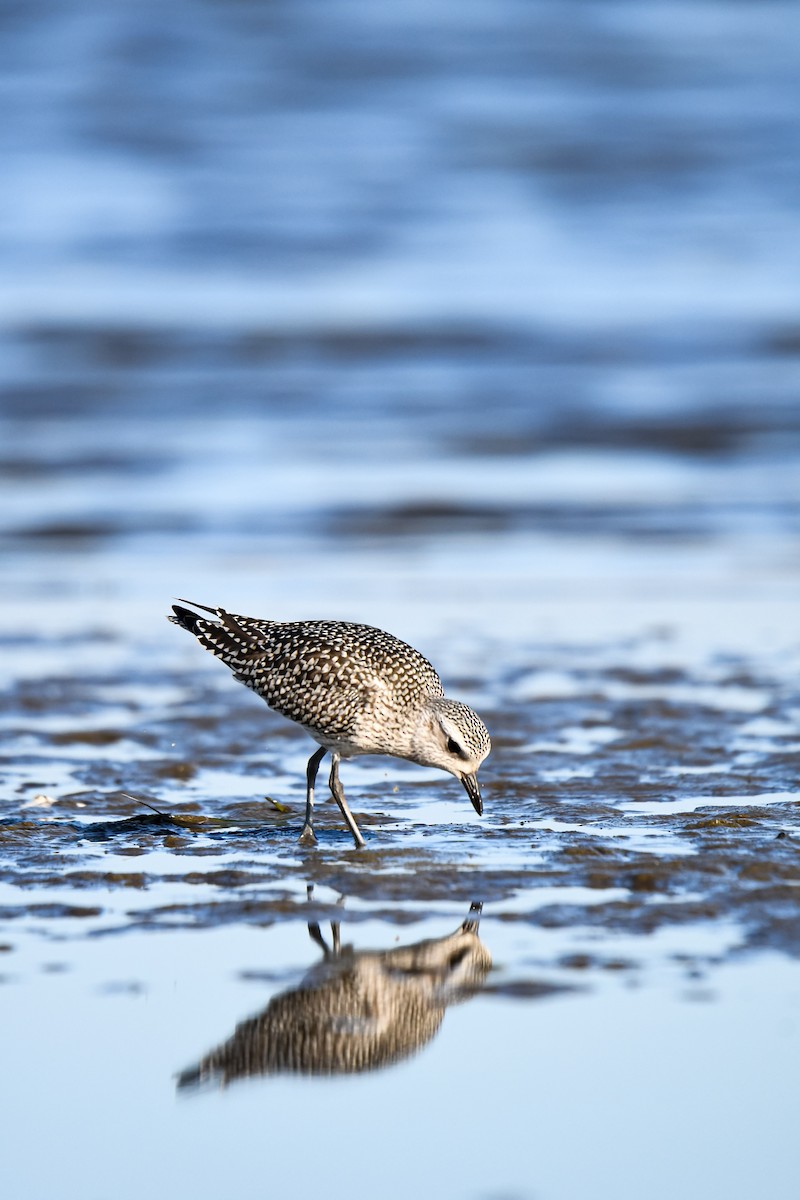 Black-bellied Plover - ML642617625