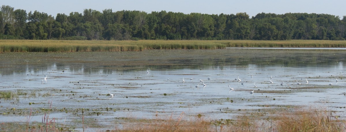 Great Egret - ML642617634