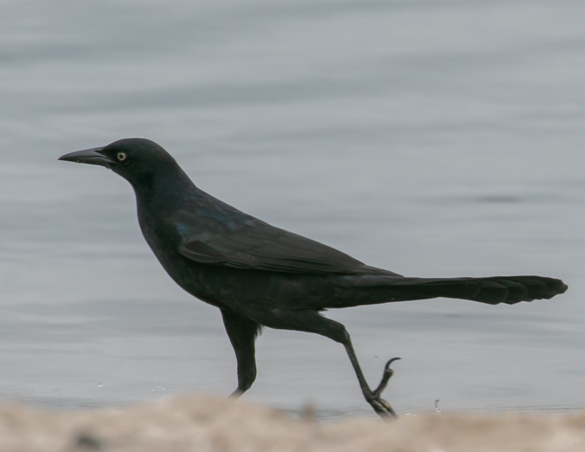 Great-tailed Grackle - ML642617640