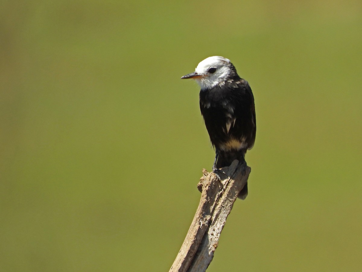 White-headed Marsh Tyrant - ML642617644