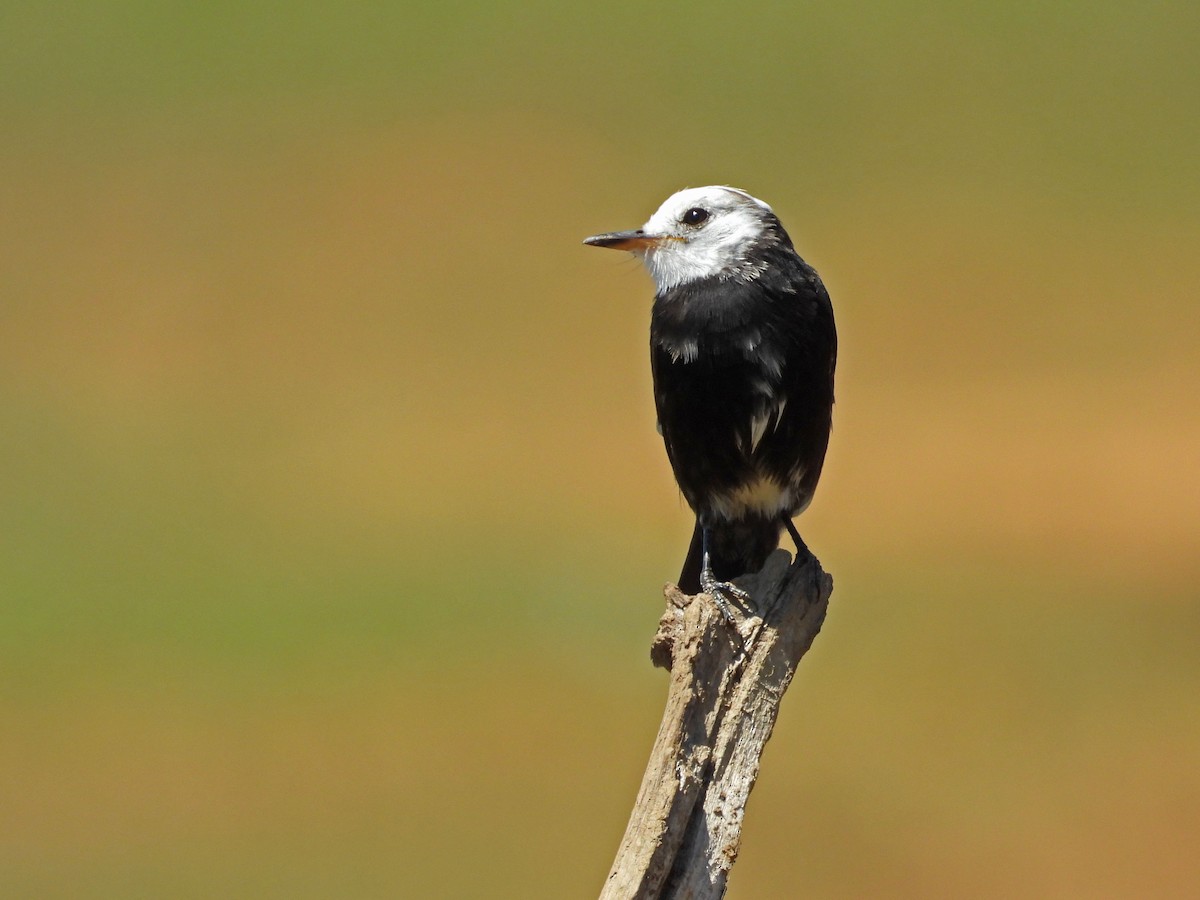 White-headed Marsh Tyrant - ML642617645