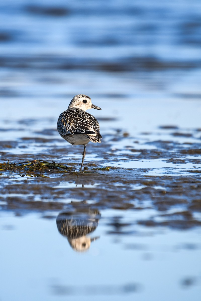 Black-bellied Plover - ML642617647