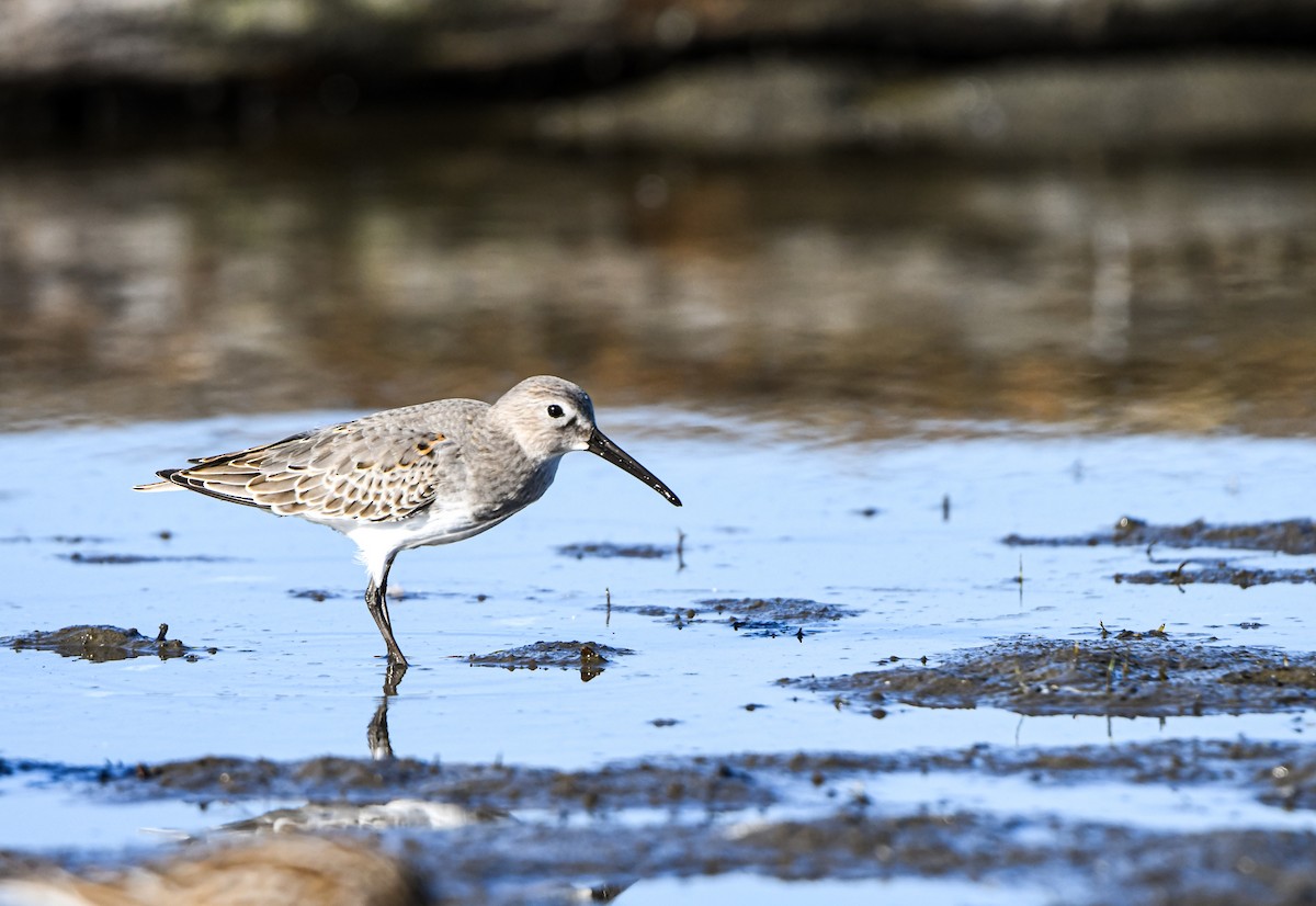 Dunlin - ML642617666