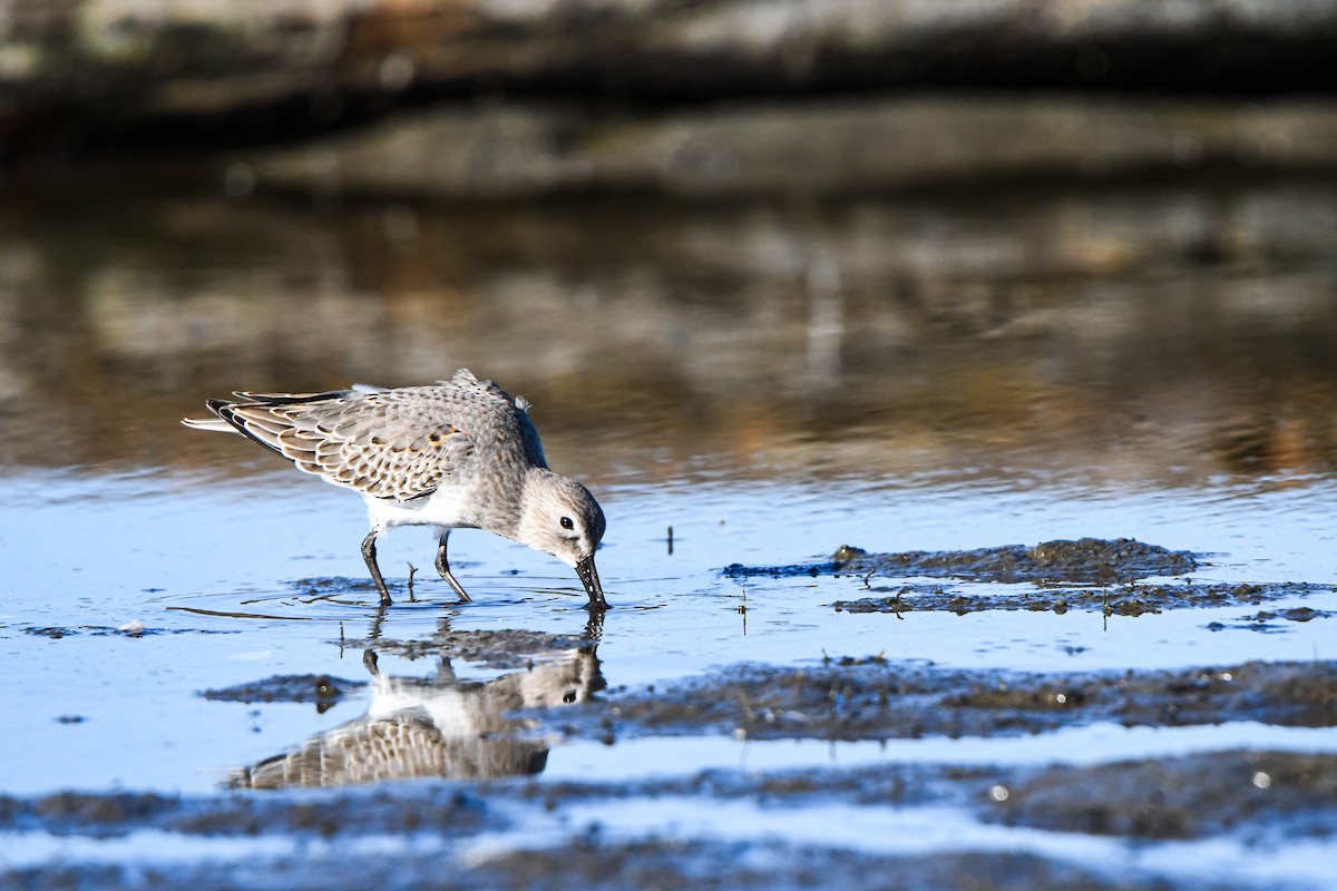 Dunlin - ML642617670