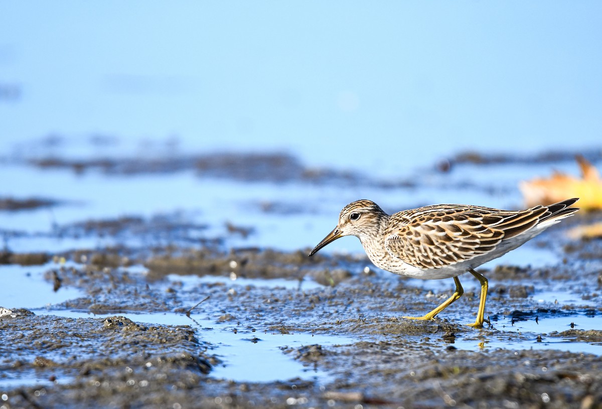Pectoral Sandpiper - ML642617673