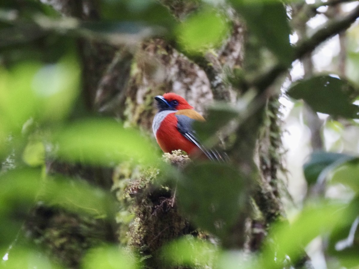 Trogón de Borneo - ML642617678