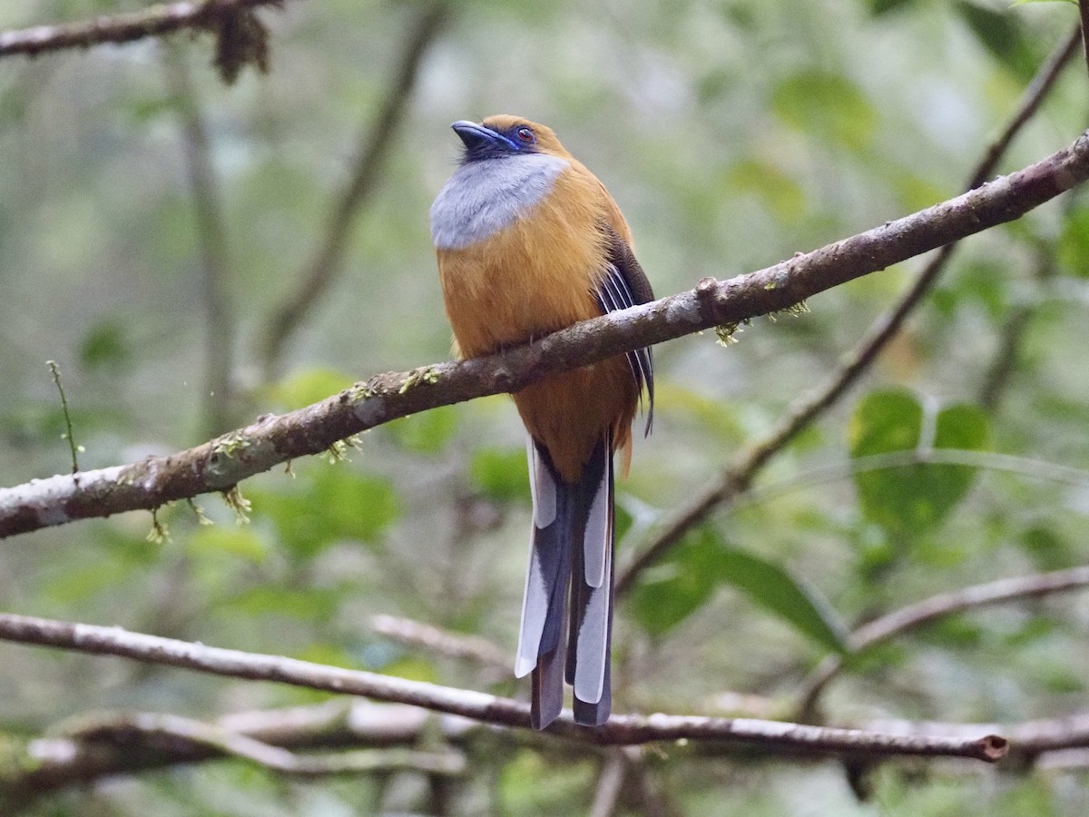 Trogón de Borneo - ML642617679