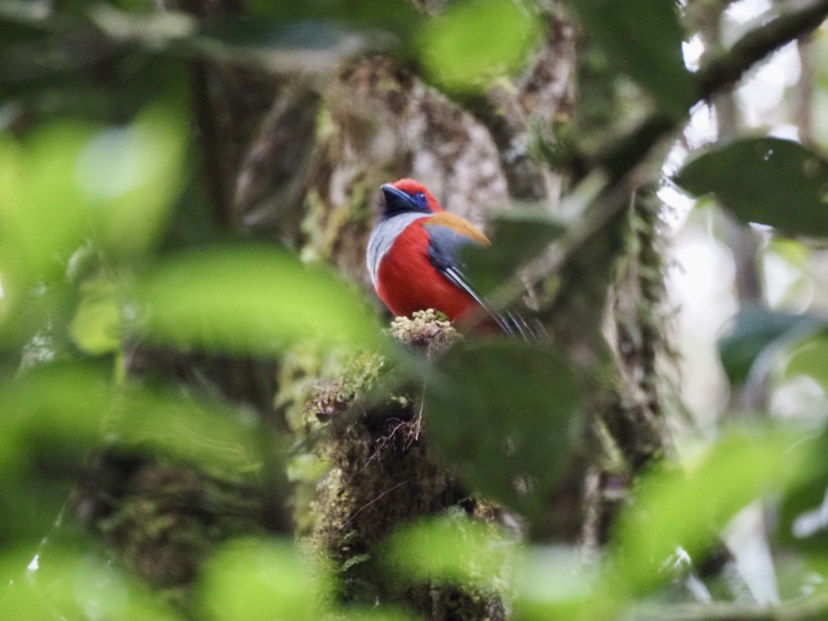 Trogón de Borneo - ML642617680