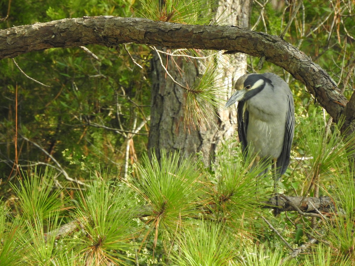Yellow-crowned Night Heron - ML642617693