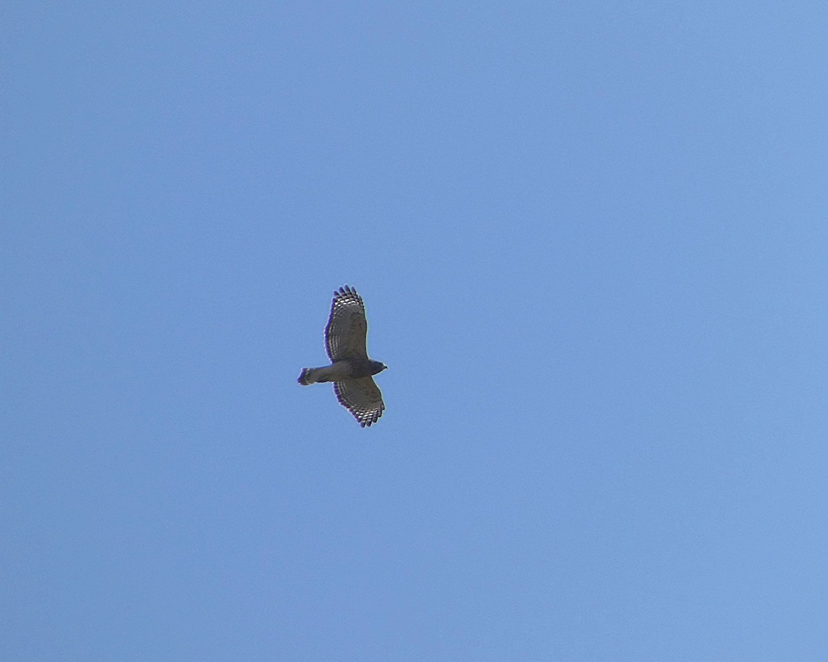 Red-shouldered Hawk - ML642617702