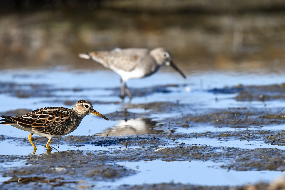 Pectoral Sandpiper - ML642617703
