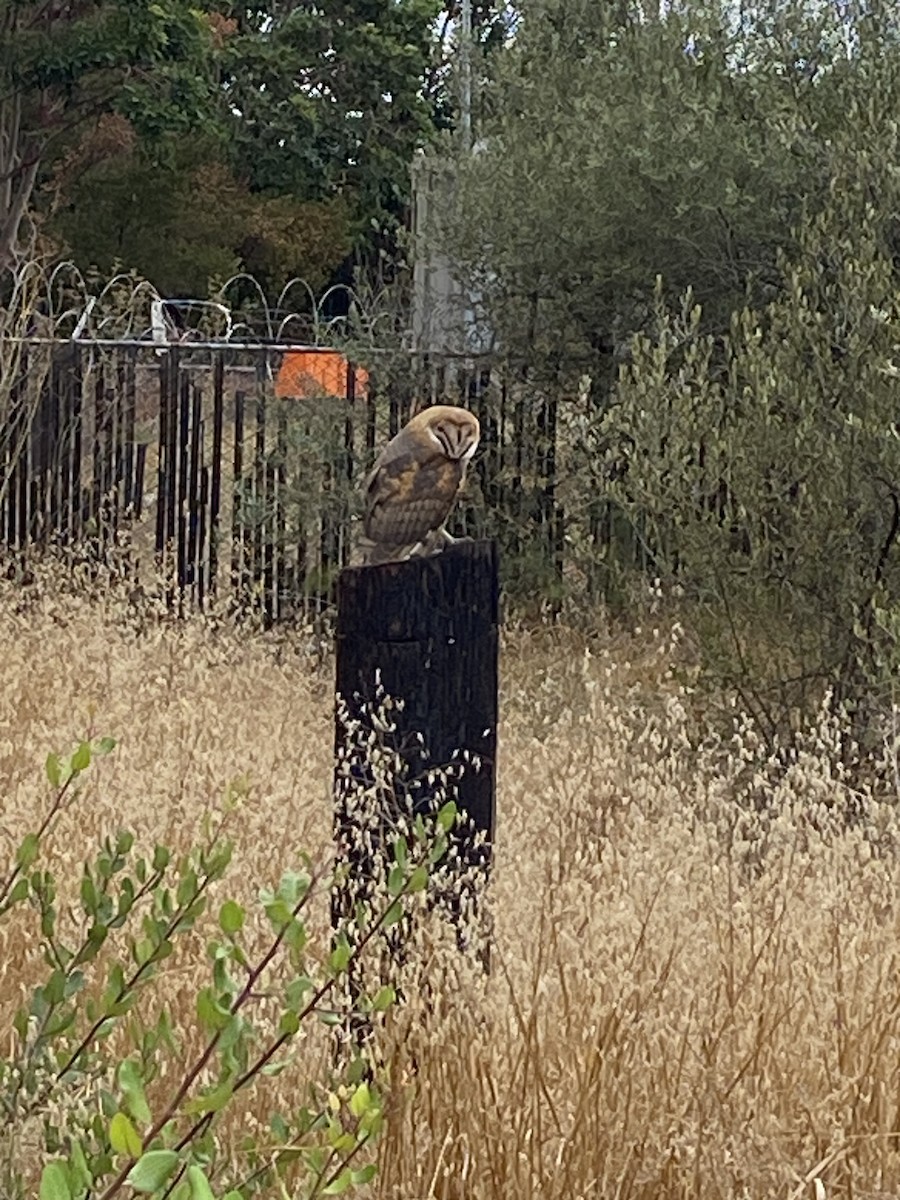 American Barn Owl - ML642617704