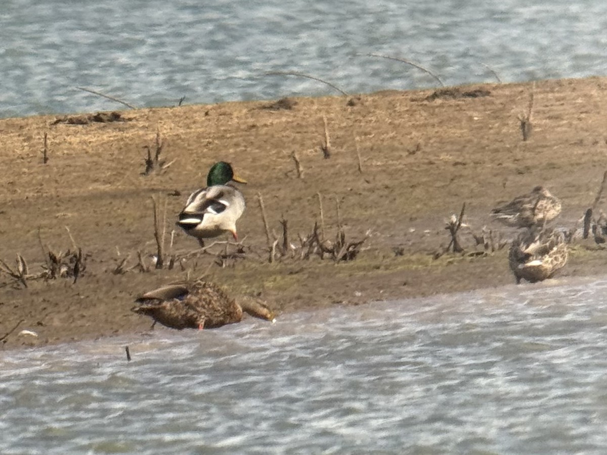 Mexican Duck - ML642617708