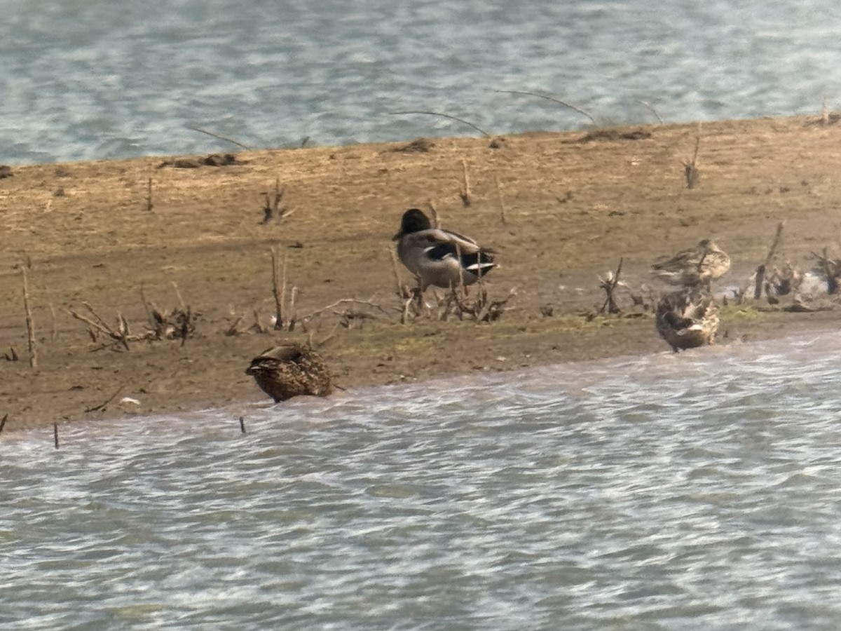 Mexican Duck - ML642617710