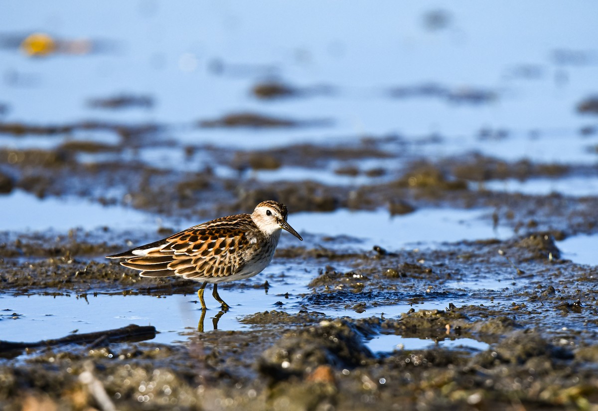 Pectoral Sandpiper - ML642617718