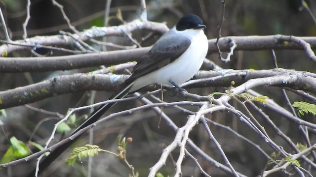 ズグロエンビタイランチョウ - ML642617723