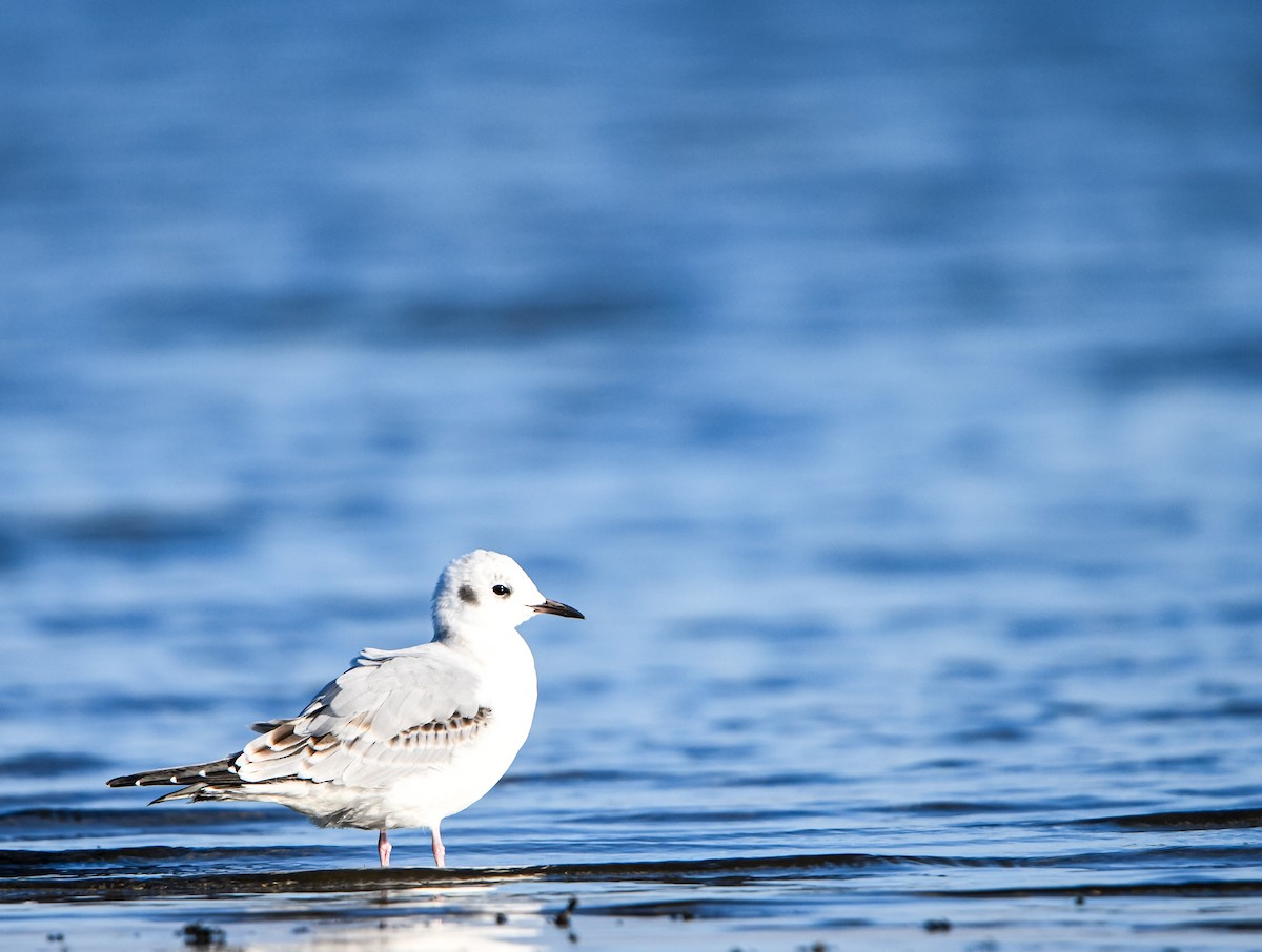 Bonaparte's Gull - ML642617724