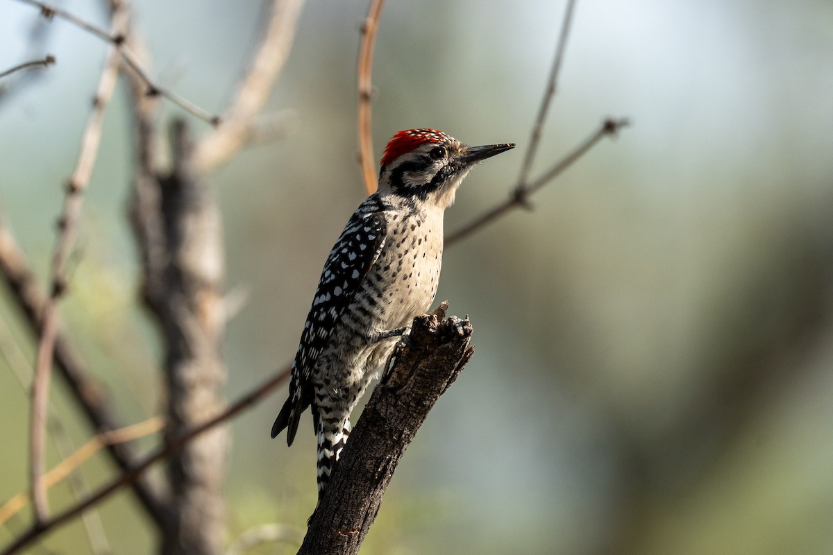 Ladder-backed Woodpecker - ML642617730