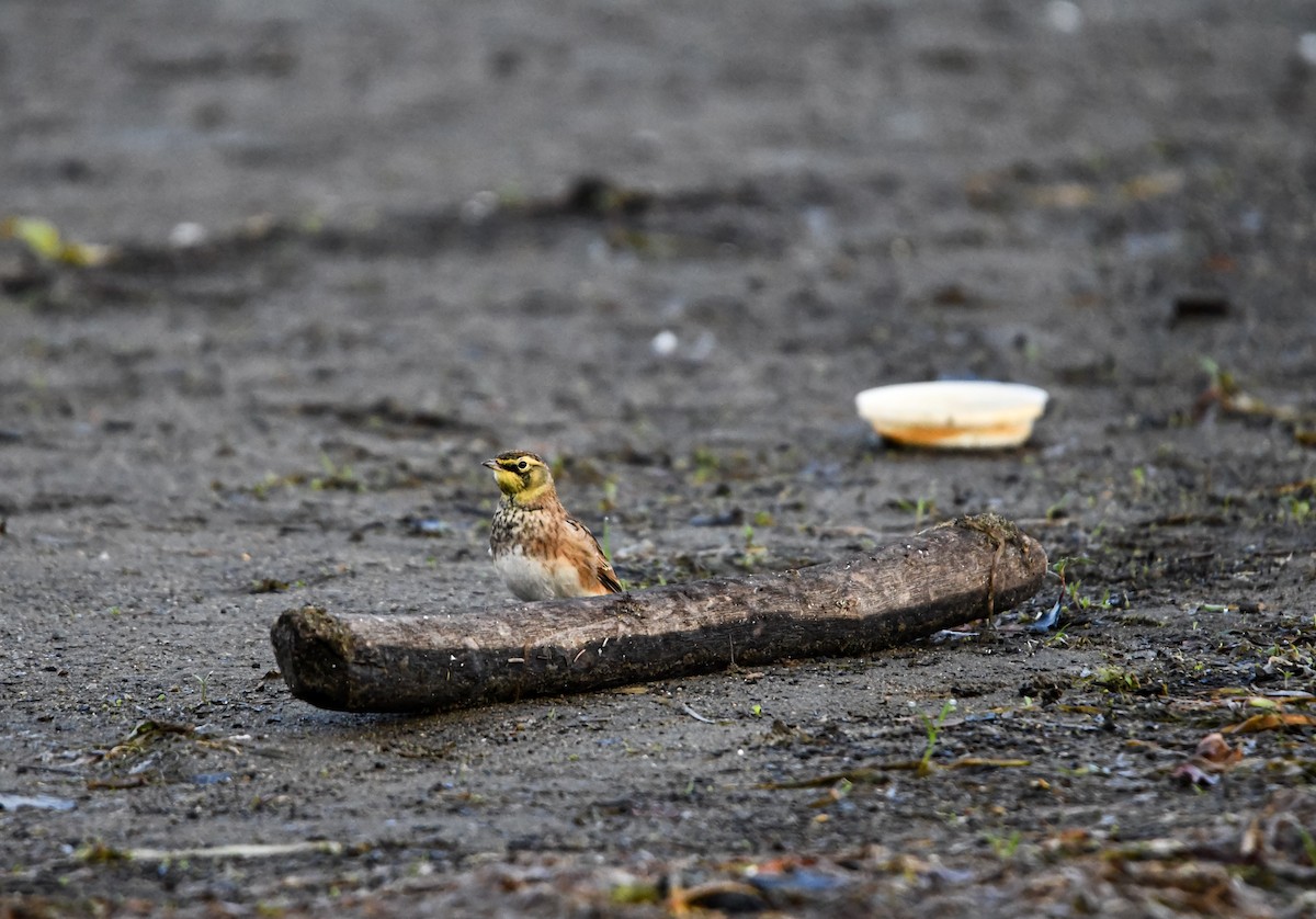 Horned Lark - ML642617735