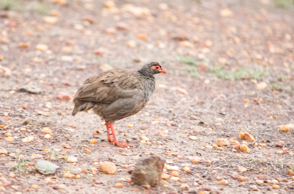 アカノドシャコ - ML642617771