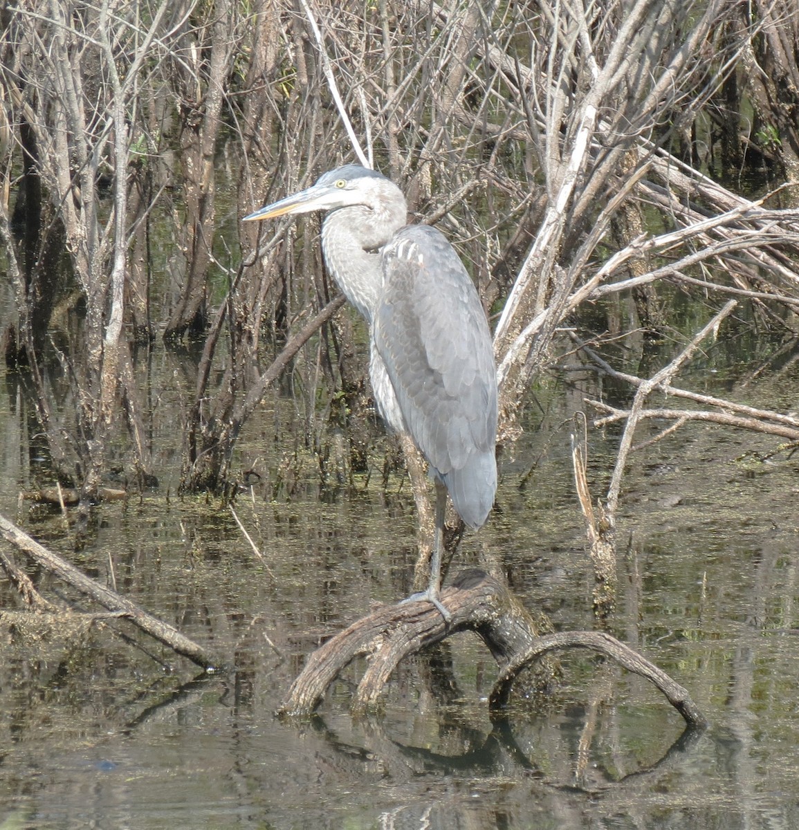 Great Blue Heron - ML642617780