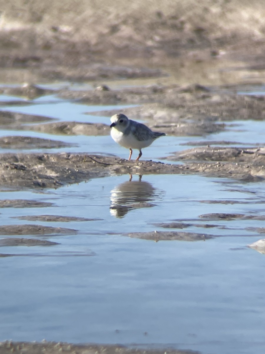 Piping Plover - ML642617810
