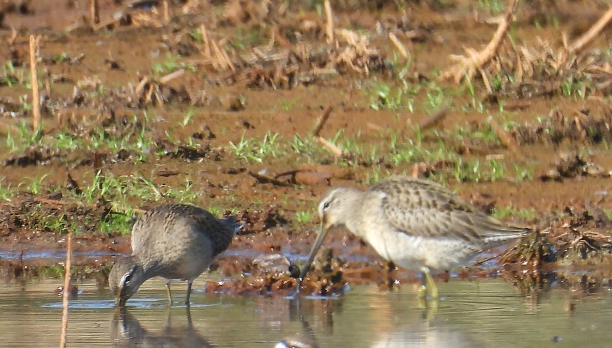 Long-billed Dowitcher - ML642617845