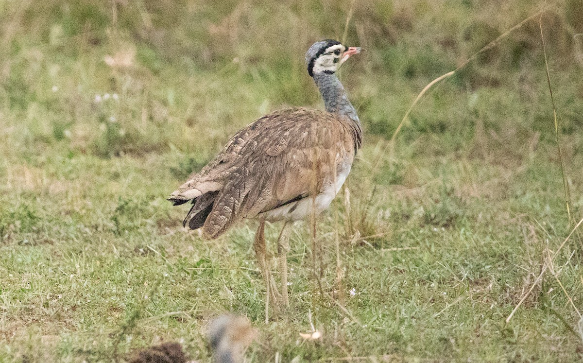 White-bellied Bustard - ML642617848