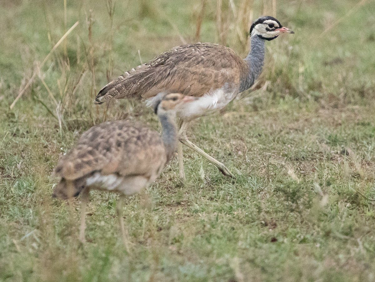 White-bellied Bustard - ML642617849