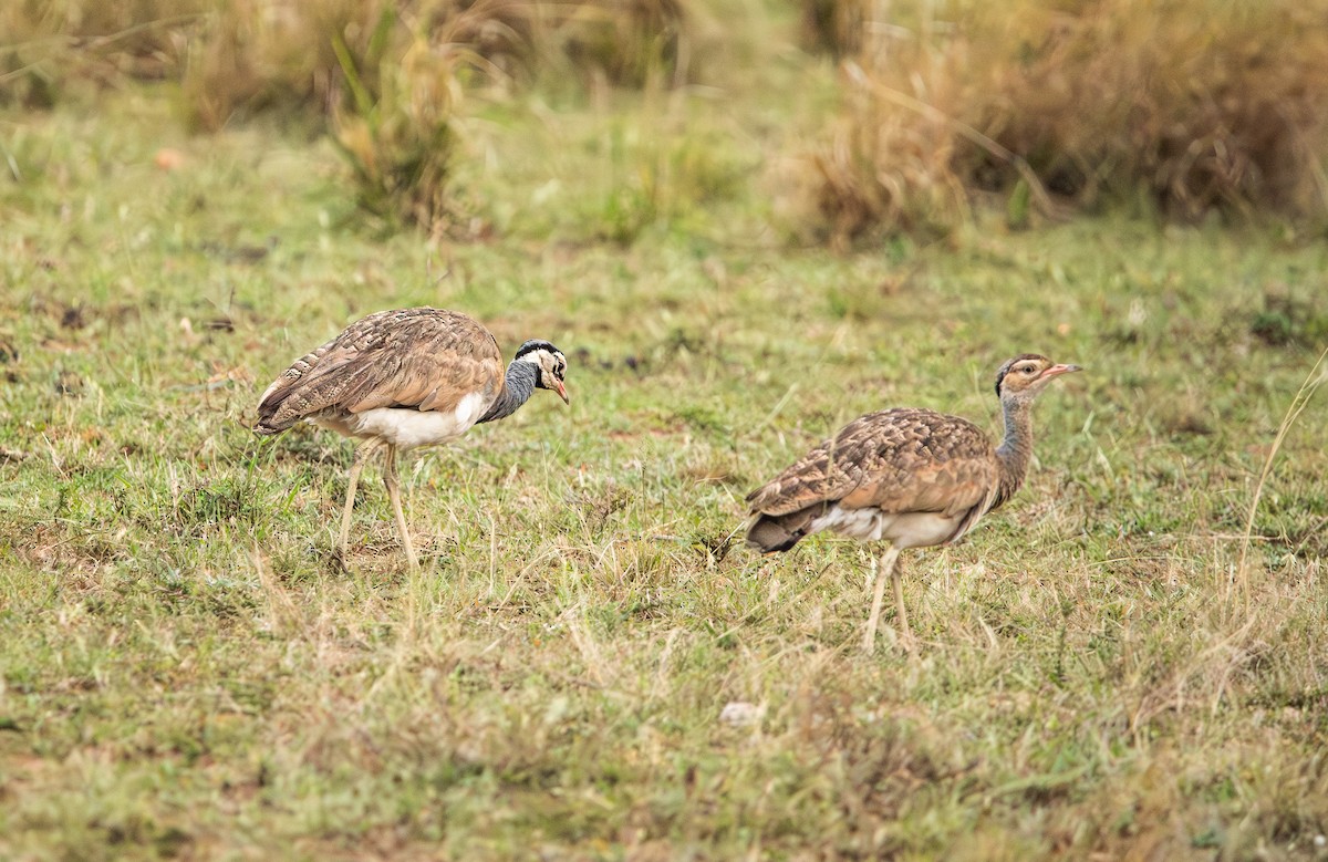 White-bellied Bustard - ML642617850